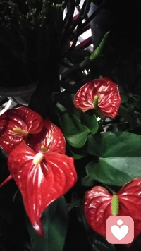 今天聽一個(gè)老師的課，老師說：耐心是奢侈品！我想，我每天都在聽不同的來訪者傾訴，培養(yǎng)我的耐心，是不是無形中也是在增加自己的奢侈品呢.配圖