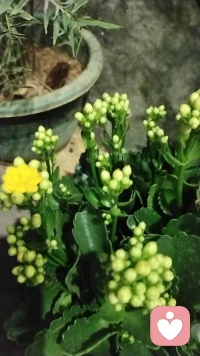 今天聽一個(gè)老師的課，老師說：耐心是奢侈品！我想，我每天都在聽不同的來訪者傾訴，培養(yǎng)我的耐心，是不是無形中也是在增加自己的奢侈品呢.配圖