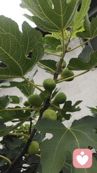 收獲和播種不是同一個季節，給它時間，一定會給你不同的驚喜.配圖