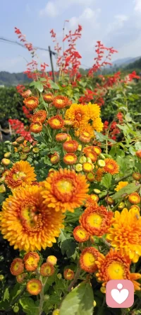 周末是回鄉(xiāng)的日子，咱家地里種的花花，拍下來種入心田.生活美好記得多欣賞.配圖