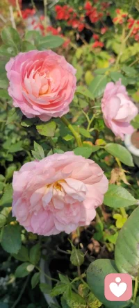 周末是回鄉(xiāng)的日子，咱家地里種的花花，拍下來種入心田.生活美好記得多欣賞.配圖