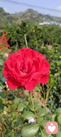 周末是回鄉(xiāng)的日子，咱家地里種的花花，拍下來種入心田.生活美好記得多欣賞.配圖