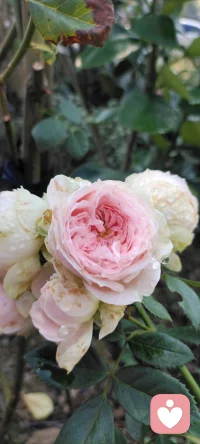 周末是回鄉(xiāng)的日子，咱家地里種的花花，拍下來種入心田.生活美好記得多欣賞.配圖