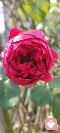 周末是回鄉(xiāng)的日子，咱家地里種的花花，拍下來種入心田.生活美好記得多欣賞.配圖