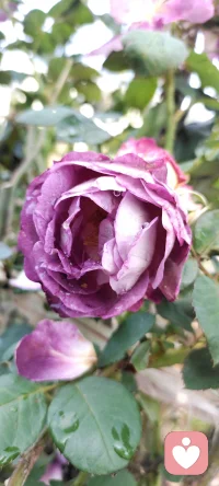 周末是回鄉(xiāng)的日子，咱家地里種的花花，拍下來種入心田.生活美好記得多欣賞.配圖