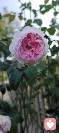 周末是回鄉(xiāng)的日子，咱家地里種的花花，拍下來種入心田.生活美好記得多欣賞.配圖