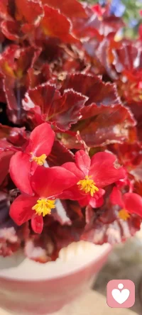 周末是回鄉(xiāng)的日子，咱家地里種的花花，拍下來種入心田.生活美好記得多欣賞.配圖