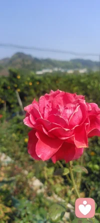 周末回家，拍下花兒，植入心田.處處美景.配圖