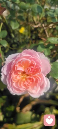 周末回家，拍下花兒，植入心田.處處美景.配圖