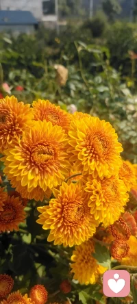 周末回家，拍下花兒，植入心田.處處美景.配圖