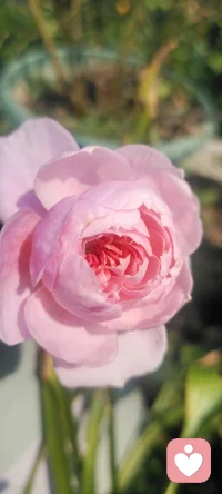 周末回家，拍下花兒，植入心田.處處美景.配圖