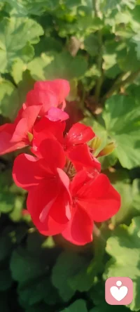 周末回家，拍下花兒，植入心田.處處美景.配圖