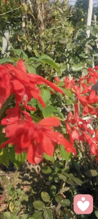 周末回家，拍下花兒，植入心田.處處美景.配圖