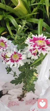 素不相識的花友送來漂亮的菊花，種在我的門口，映入你的心田，開出幸福的花花.配圖