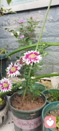 素不相識的花友送來漂亮的菊花，種在我的門口，映入你的心田，開出幸福的花花.配圖