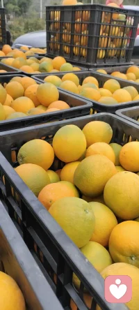 播種和收獲不是同一個(gè)季節(jié)，終于收獲.????（靜待收獲的日子美好而漫長(zhǎng).）配圖