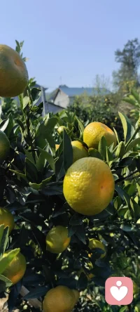 播種和收獲不是同一個(gè)季節(jié)，終于收獲.????（靜待收獲的日子美好而漫長(zhǎng).）配圖