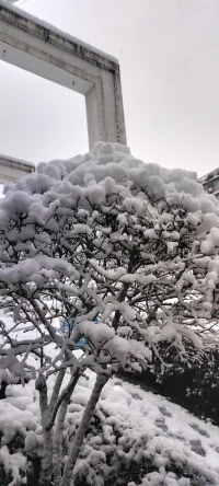 2024年的第一場雪.瑞雪兆豐年！配圖