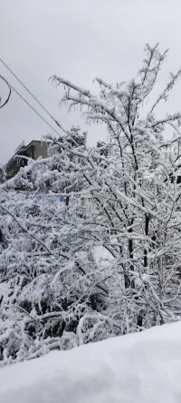 2024年的第一場雪.瑞雪兆豐年！配圖