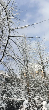 純凈的美：陽光印襯下的雪景熠熠生輝.配圖
