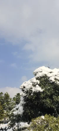 純凈的美：陽光印襯下的雪景熠熠生輝.配圖