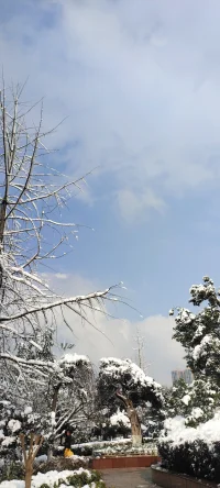 純凈的美：陽光印襯下的雪景熠熠生輝.配圖