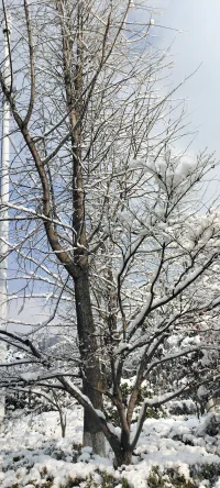 純凈的美：陽光印襯下的雪景熠熠生輝.配圖