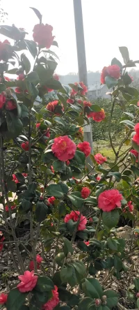 春天來了.記得多種花少除草.當枝頭花滿園的時候，雜草早就無處安生.（種花的時候，記得把花兒的根扎實.再扎實~）配圖