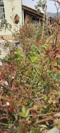 春天來了.記得多種花少除草.當枝頭花滿園的時候，雜草早就無處安生.（種花的時候，記得把花兒的根扎實.再扎實~）配圖