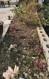 春天來了.記得多種花少除草.當枝頭花滿園的時候，雜草早就無處安生.（種花的時候，記得把花兒的根扎實.再扎實~）配圖