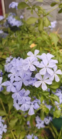 [太陽][太陽][太陽]種花的日子里總是有花可賞的.[玫瑰][玫瑰]配圖
