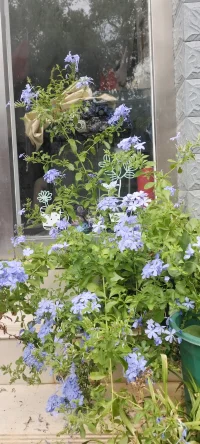 [太陽][太陽][太陽]種花的日子里總是有花可賞的.[玫瑰][玫瑰]配圖