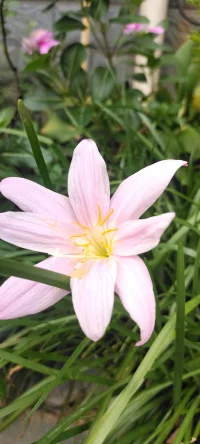 [太陽][太陽][太陽]種花的日子里總是有花可賞的.[玫瑰][玫瑰]配圖