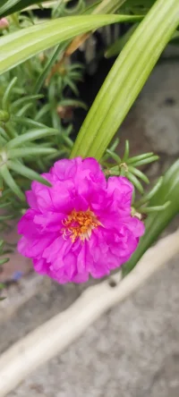 [太陽][太陽][太陽]種花的日子里總是有花可賞的.[玫瑰][玫瑰]配圖