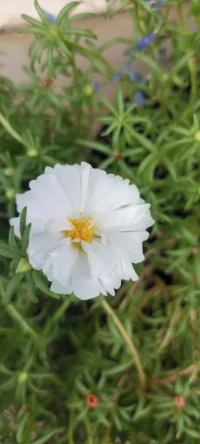 [太陽][太陽][太陽]種花的日子里總是有花可賞的.[玫瑰][玫瑰]配圖