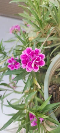 [太陽][太陽][太陽]種花的日子里總是有花可賞的.[玫瑰][玫瑰]配圖