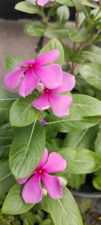 [太陽][太陽][太陽]種花的日子里總是有花可賞的.[玫瑰][玫瑰]配圖