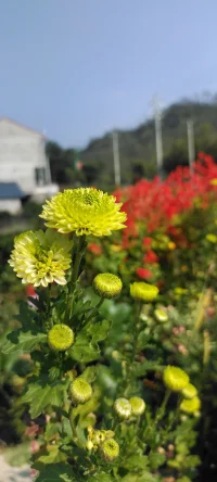 生活的花儿种入心田.