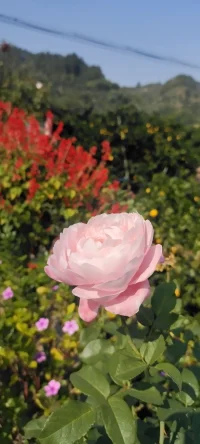 生活的花儿种入心田.