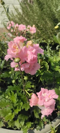 生活的花儿种入心田.