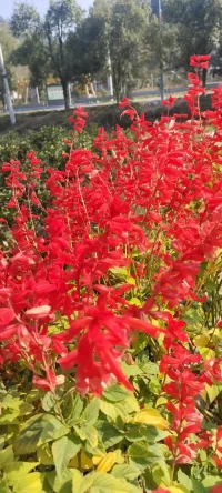 生活的花儿种入心田.