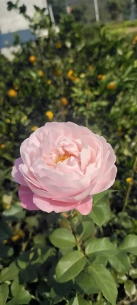 生活的花儿种入心田.