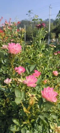 生活的花儿种入心田.