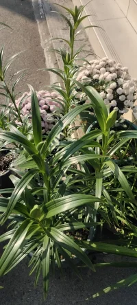 忙里偷闲，种花种草，花儿开了，果儿熟了，生活丰富多彩啦！想办法让自己忙起来，忙碌可以解决99%的心理问题.
