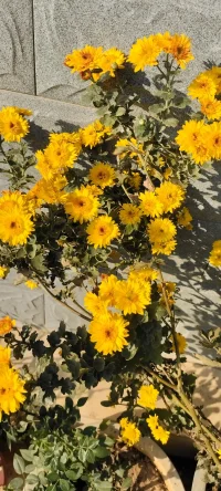 忙里偷闲，种花种草，花儿开了，果儿熟了，生活丰富多彩啦！想办法让自己忙起来，忙碌可以解决99%的心理问题.