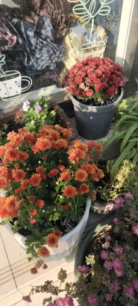 忙里偷闲，种花种草，花儿开了，果儿熟了，生活丰富多彩啦！想办法让自己忙起来，忙碌可以解决99%的心理问题.