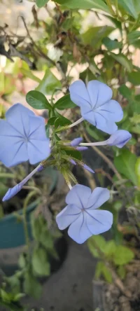 忙里偷闲，种花种草，花儿开了，果儿熟了，生活丰富多彩啦！想办法让自己忙起来，忙碌可以解决99%的心理问题.