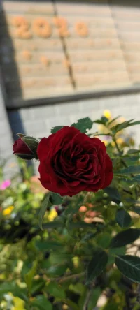 忙里偷闲，种花种草，花儿开了，果儿熟了，生活丰富多彩啦！想办法让自己忙起来，忙碌可以解决99%的心理问题.