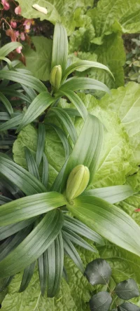 花儿开了，植入心田.生活就是多种花少除草的日子，你同意吗？
