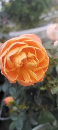 花儿开了，植入心田.生活就是多种花少除草的日子，你同意吗？